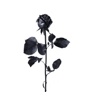Black Rose 